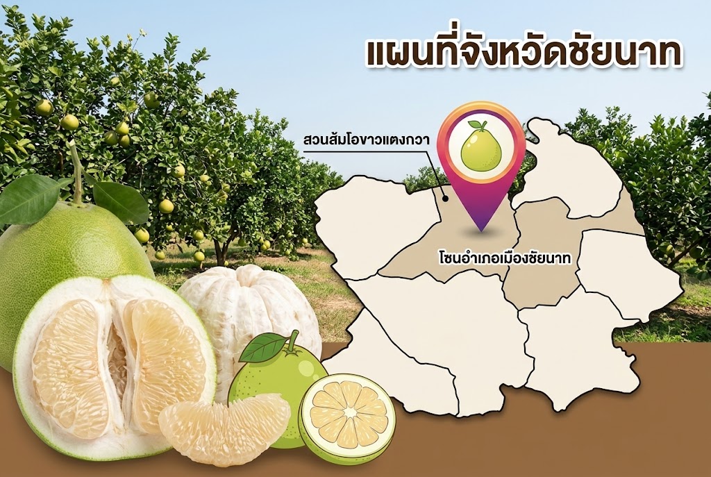 สวนส้มโอลุงผ่อน (นางชุติมณฑน์ คุ้มชนะ)