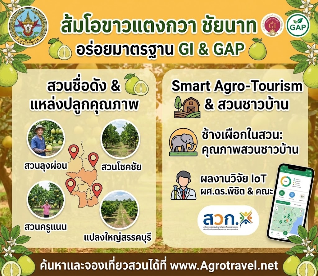 เปิดพิกัดสวนส้มโอขาวแตงกวา ของดีเมืองชัยนาท: ชิมรสชาติหวานฉ่ำระดับมาตรฐาน GI & GAP